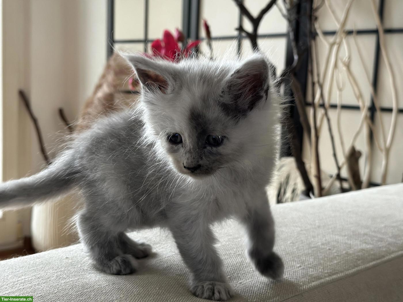 Bild 6: Maine Coon Kitten Blue Silver Shaded mit Stammbaum