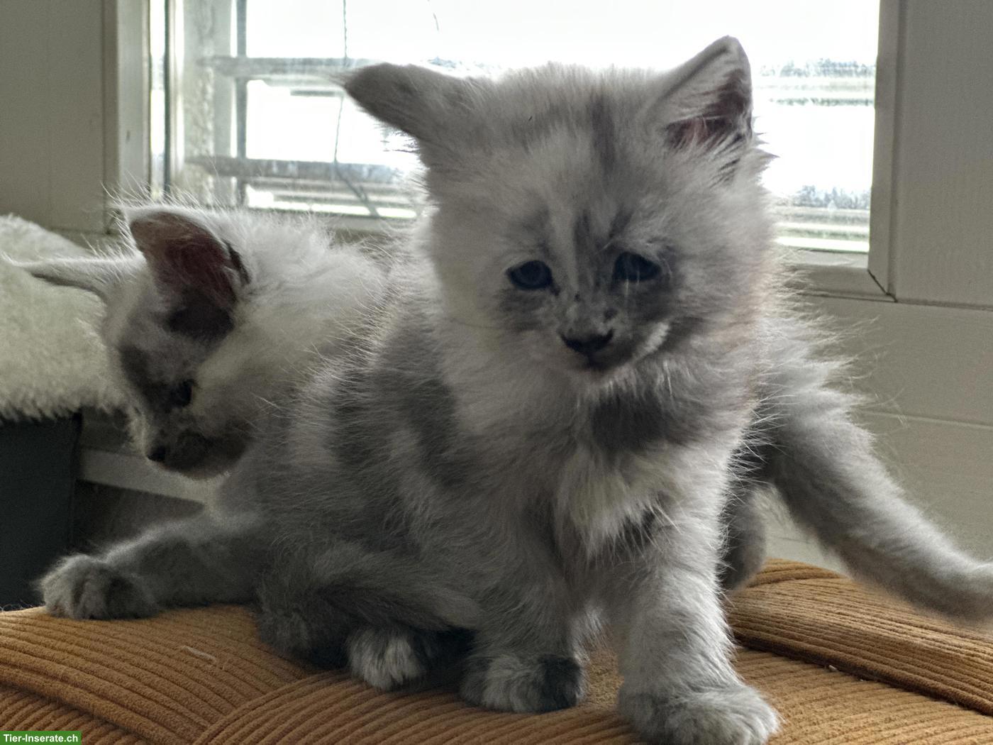 Bild 7: Maine Coon Kitten Blue Silver Shaded mit Stammbaum