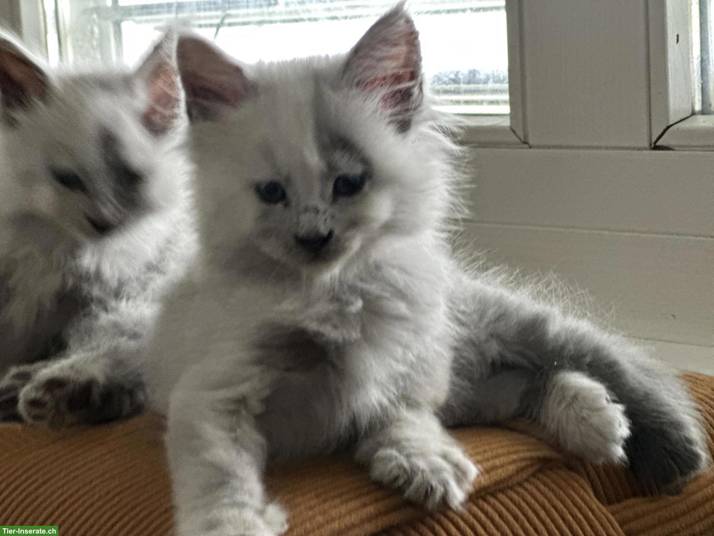 Bild 8: Maine Coon Kitten Blue Silver Shaded mit Stammbaum