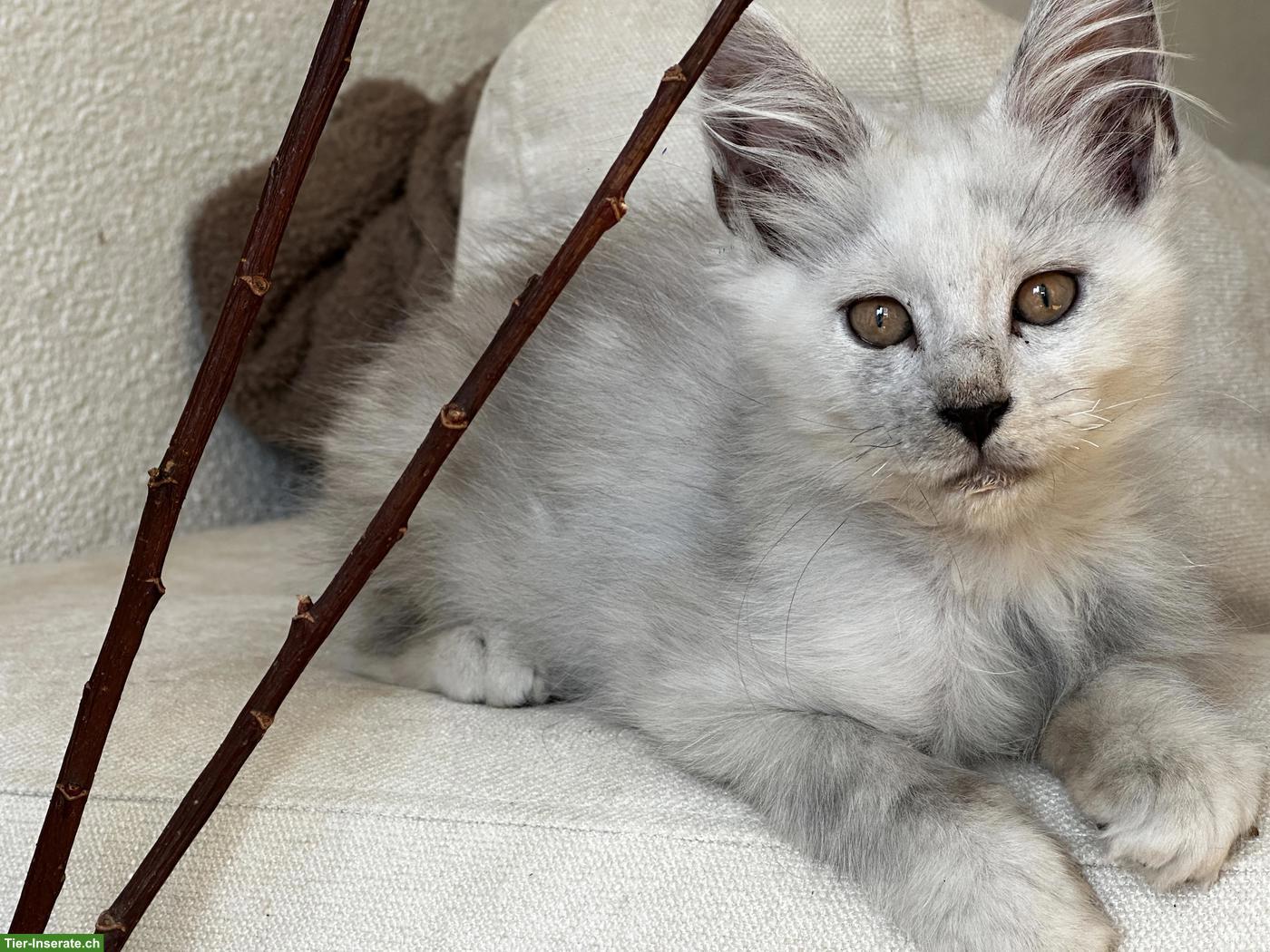 Bild 9: Maine Coon Kitten Blue Silver Shaded mit Stammbaum