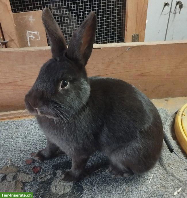 Kaninchen verschiedenen Alters zu verkaufen