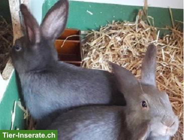 Bild 2: Kaninchen verschiedenen Alters zu verkaufen
