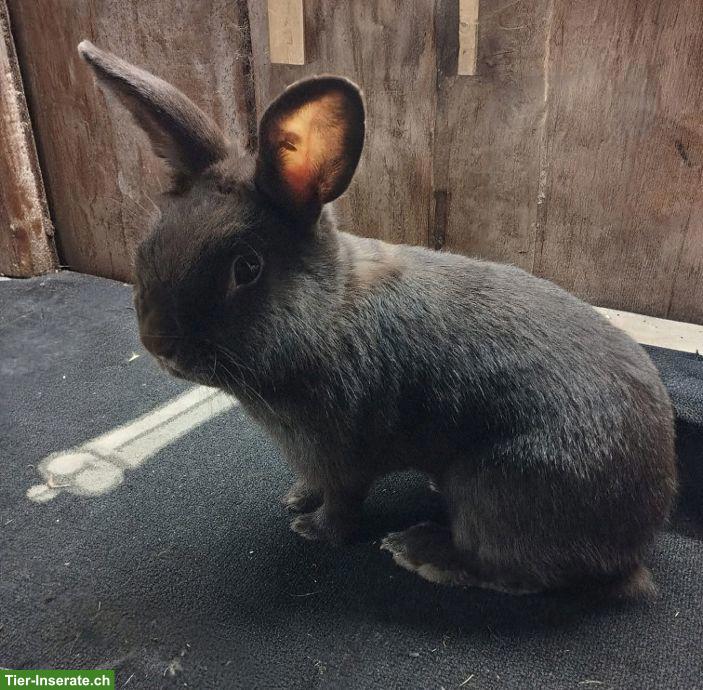 Bild 3: Kaninchen verschiedenen Alters zu verkaufen
