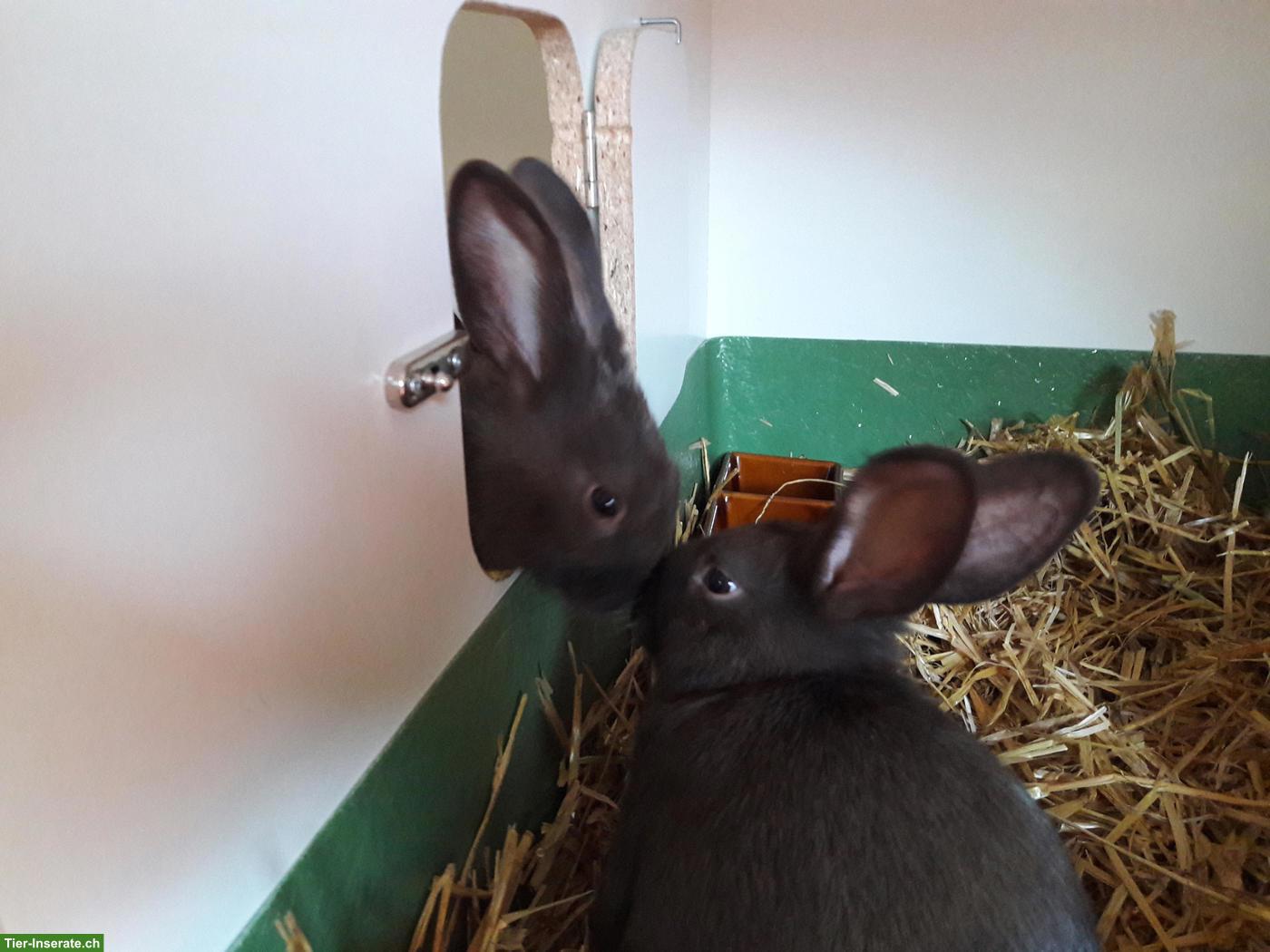 Bild 4: Kaninchen verschiedenen Alters zu verkaufen