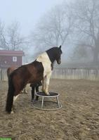 Primär Pflegebeteiligung für Schecke, nähe Brütten ZH