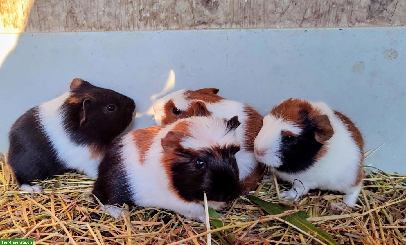 Junge Meerschweinchen Weibchen aus Hobbyzucht