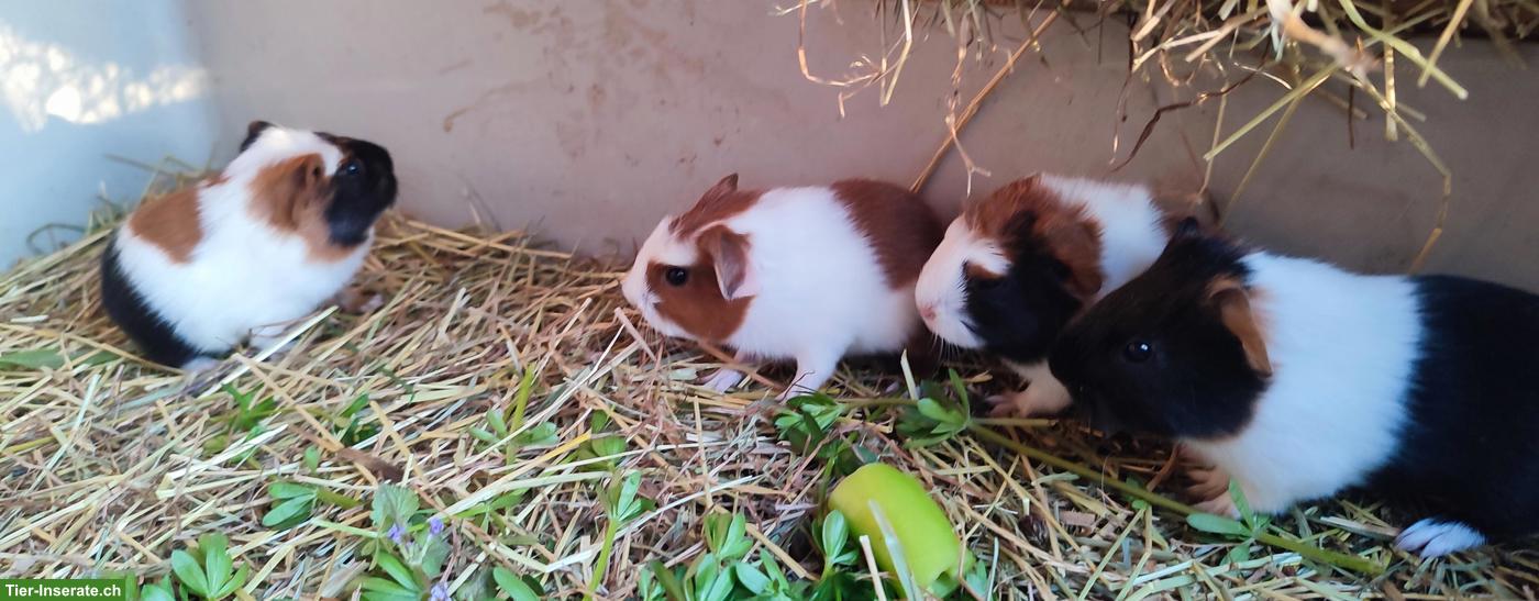 Bild 2: Junge Meerschweinchen Weibchen aus Hobbyzucht