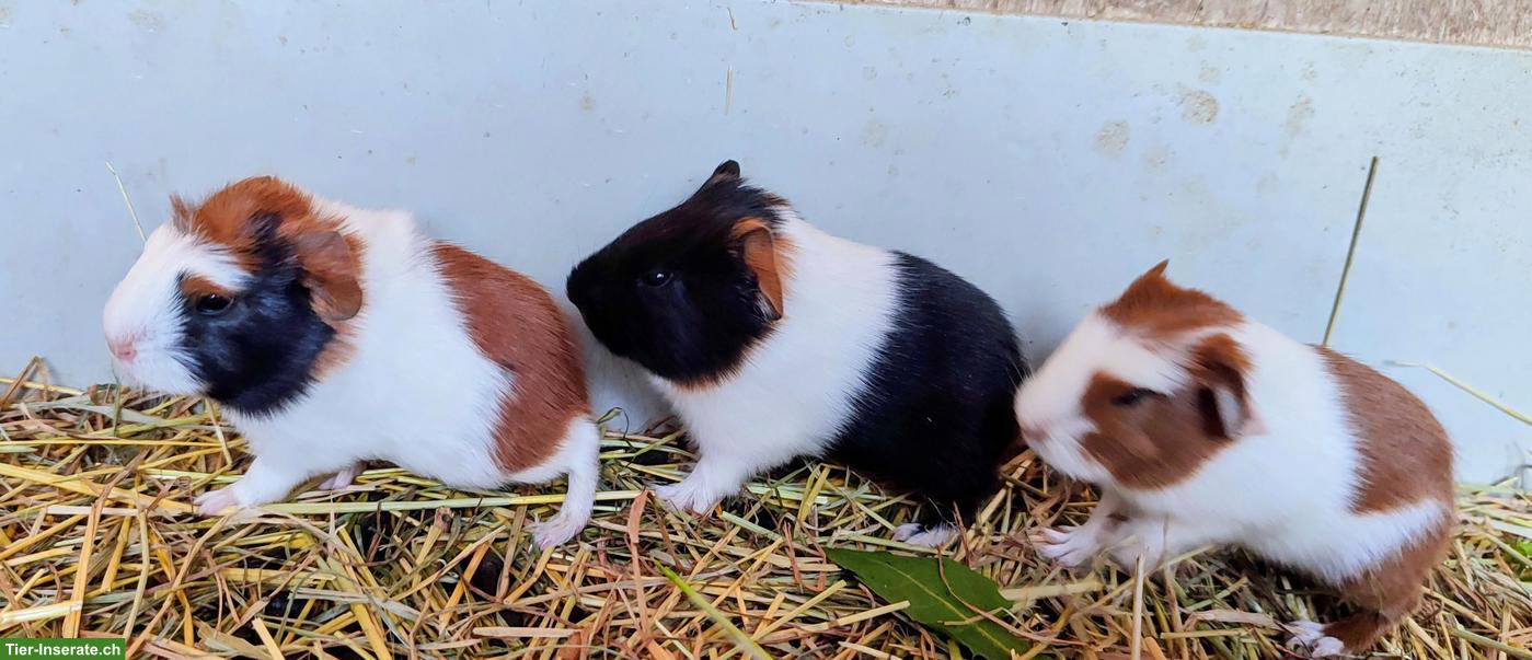 Bild 3: Junge Meerschweinchen Weibchen aus Hobbyzucht