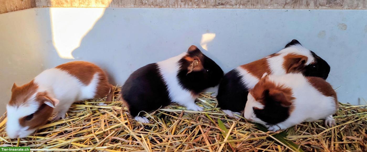 Bild 4: Junge Meerschweinchen Weibchen aus Hobbyzucht