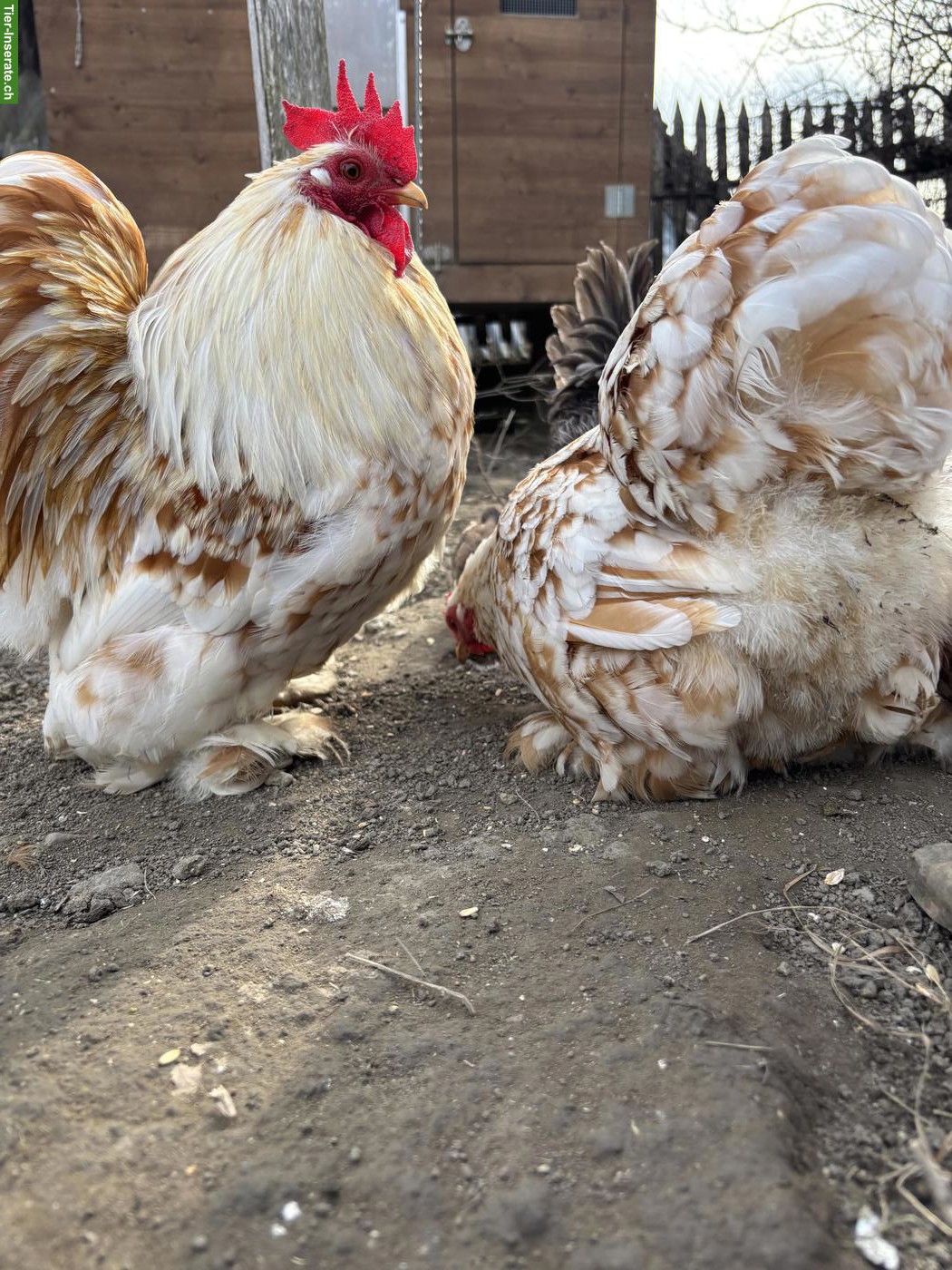 Toller junger Zwerg-Cochin Hahn