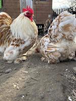 Toller junger Zwerg-Cochin Hahn