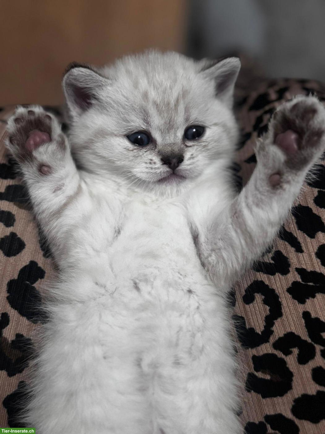 BKH Kitten suchen ein liebevolles Zuhause