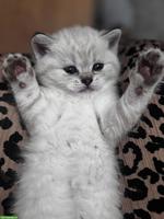 BKH Kitten suchen ein liebevolles Zuhause