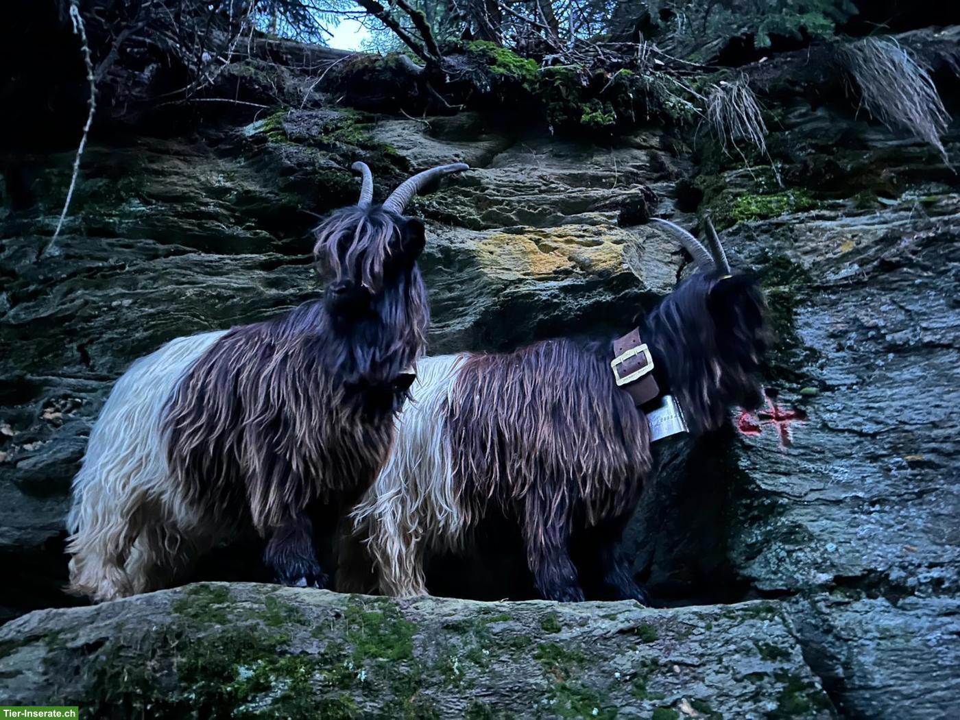 Schwarzhalsziege mit Papieren zu verkaufen