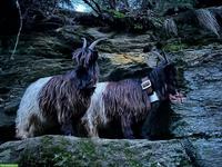 Schwarzhalsziege mit Papieren zu verkaufen