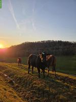 2 schöne Muni (Stiere) hornlos zu verkaufen!