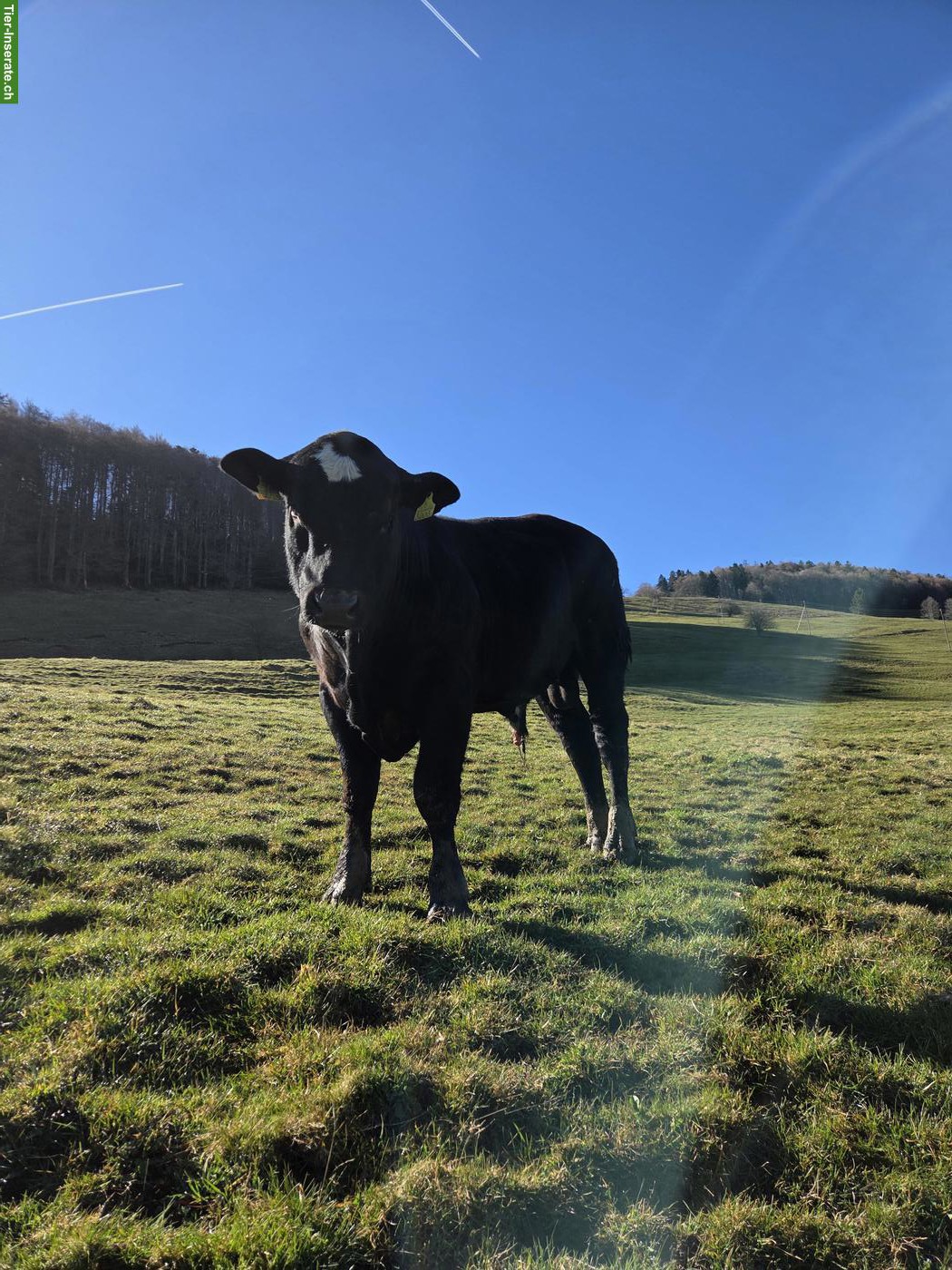 Bild 2: 2 schöne Muni (Stiere) hornlos zu verkaufen!