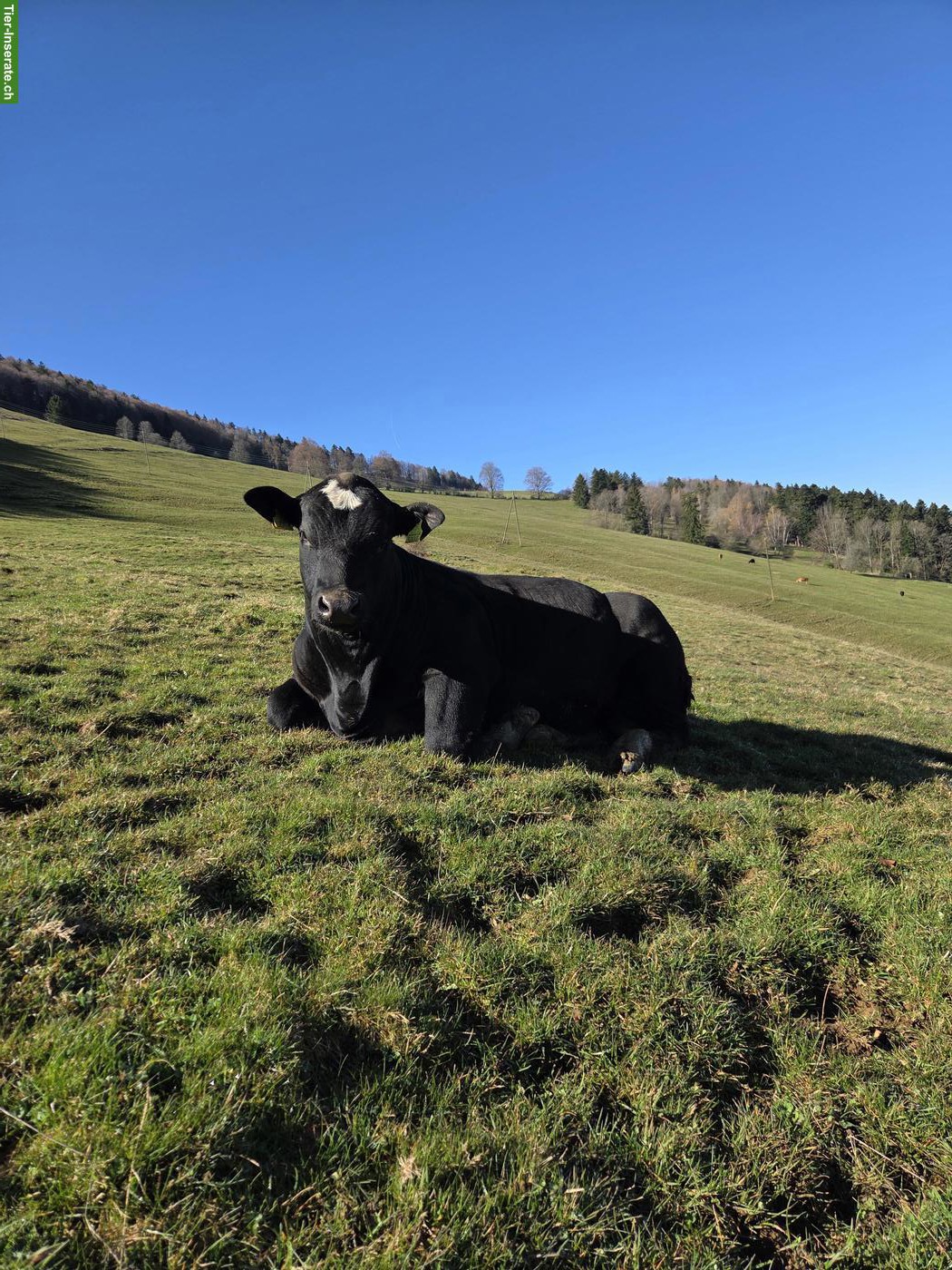 Bild 3: 2 schöne Muni (Stiere) hornlos zu verkaufen!