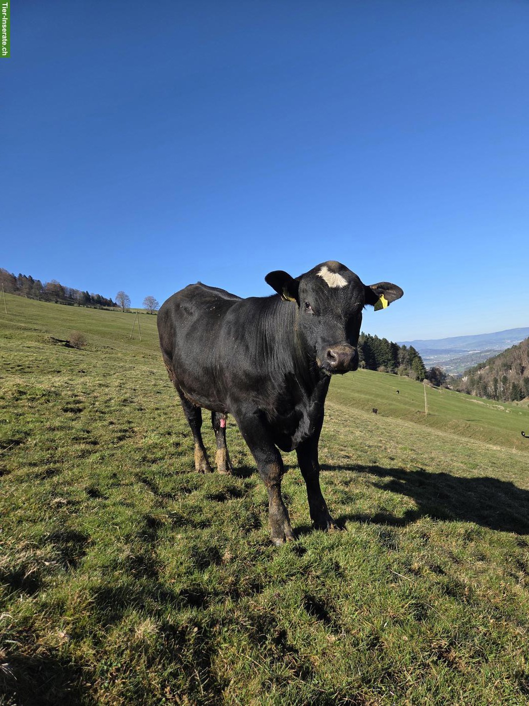 Bild 4: 2 schöne Muni (Stiere) hornlos zu verkaufen!