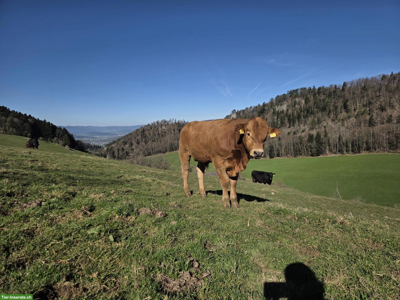 Bild 5: 2 schöne Muni (Stiere) hornlos zu verkaufen!