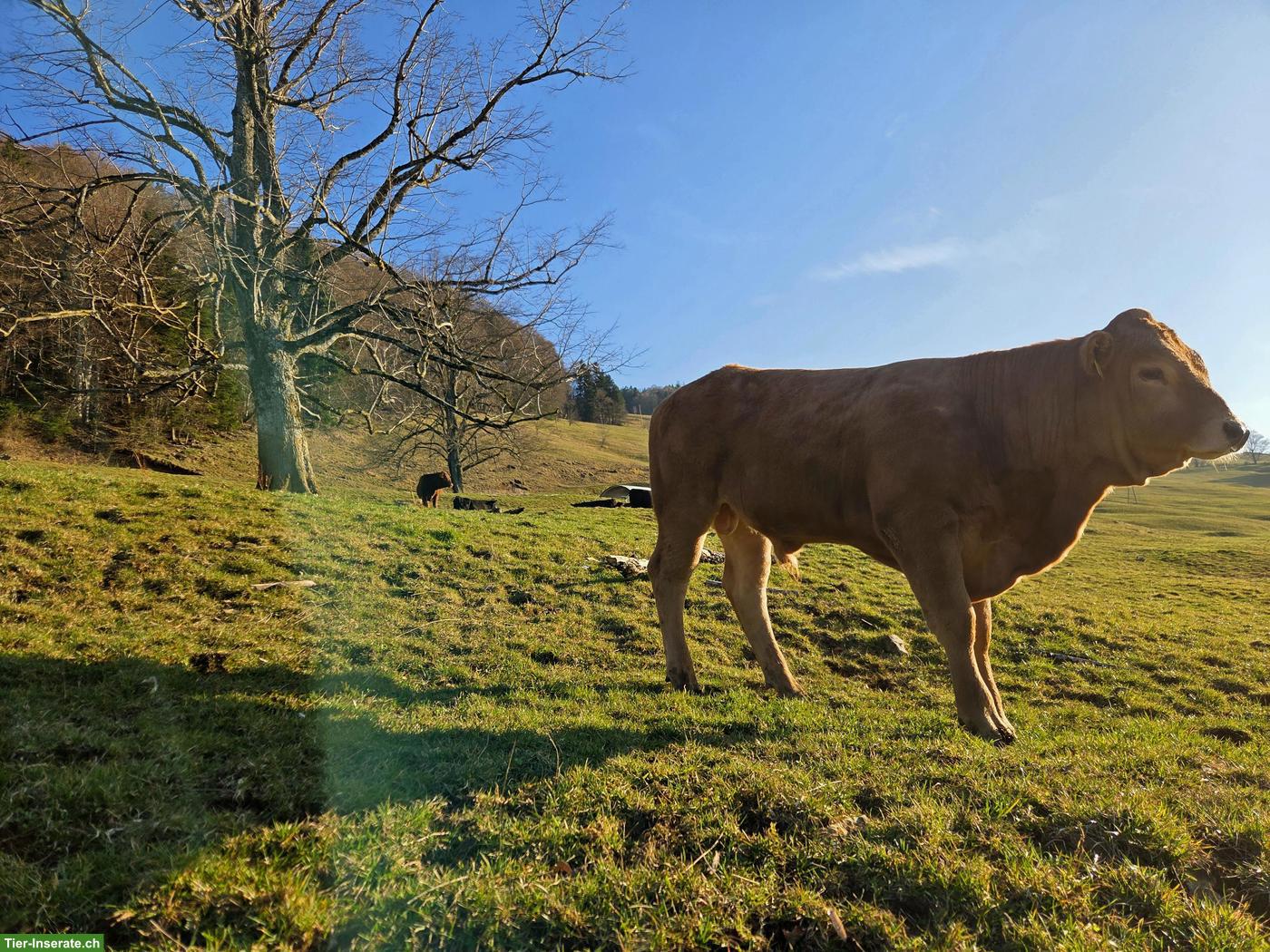 Bild 6: 2 schöne Muni (Stiere) hornlos zu verkaufen!