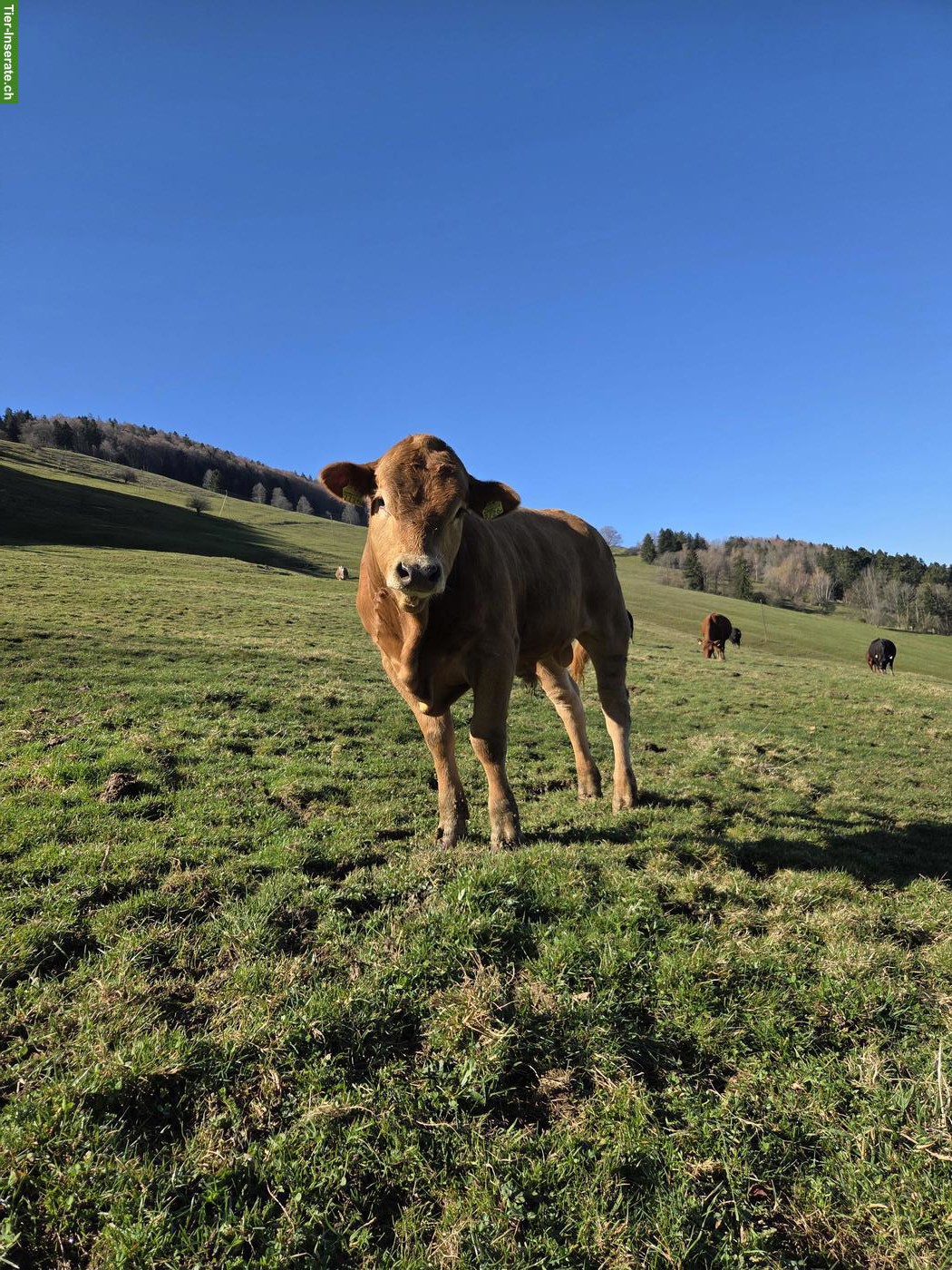 Bild 7: 2 schöne Muni (Stiere) hornlos zu verkaufen!