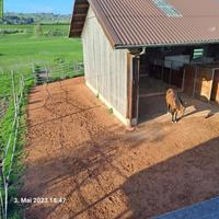 Bieten Zwischenjahr auf Bauernhof mit Pferden