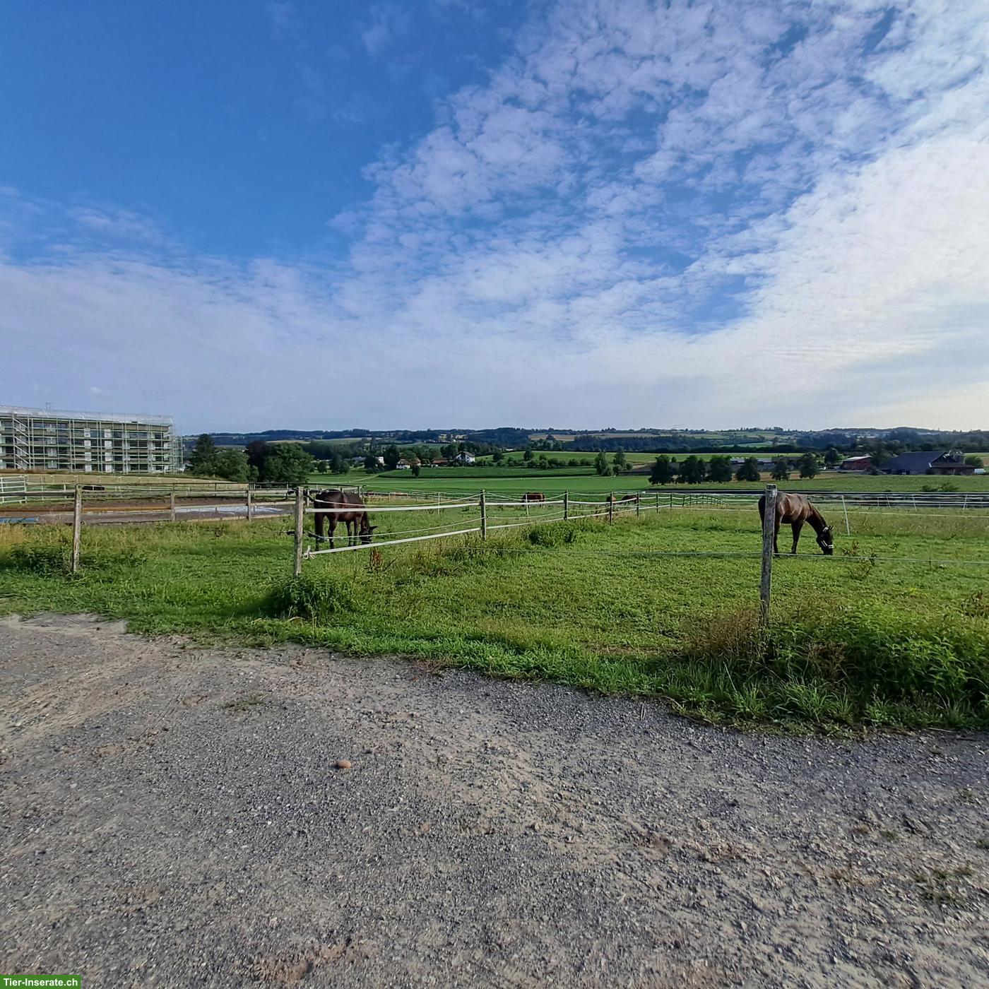 Bild 2: Bieten Zwischenjahr auf Bauernhof mit Pferden