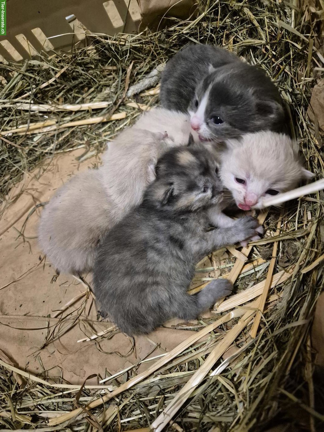 Bauernhofkätzchen suchen ein liebevolles Zuhause mit Freigang