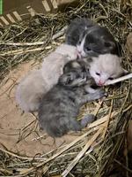 Bauernhofkätzchen suchen ein liebevolles Zuhause mit Freigang