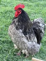 Orpington Hahn blau gesäumt, reinrassig, Grossrasse