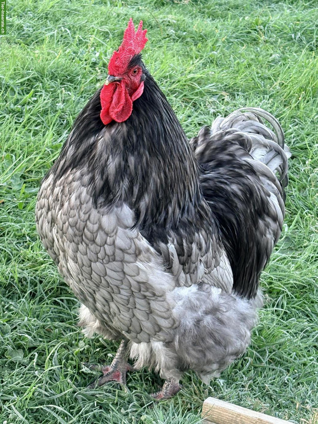 Bild 2: Orpington Hahn blau gesäumt, reinrassig, Grossrasse