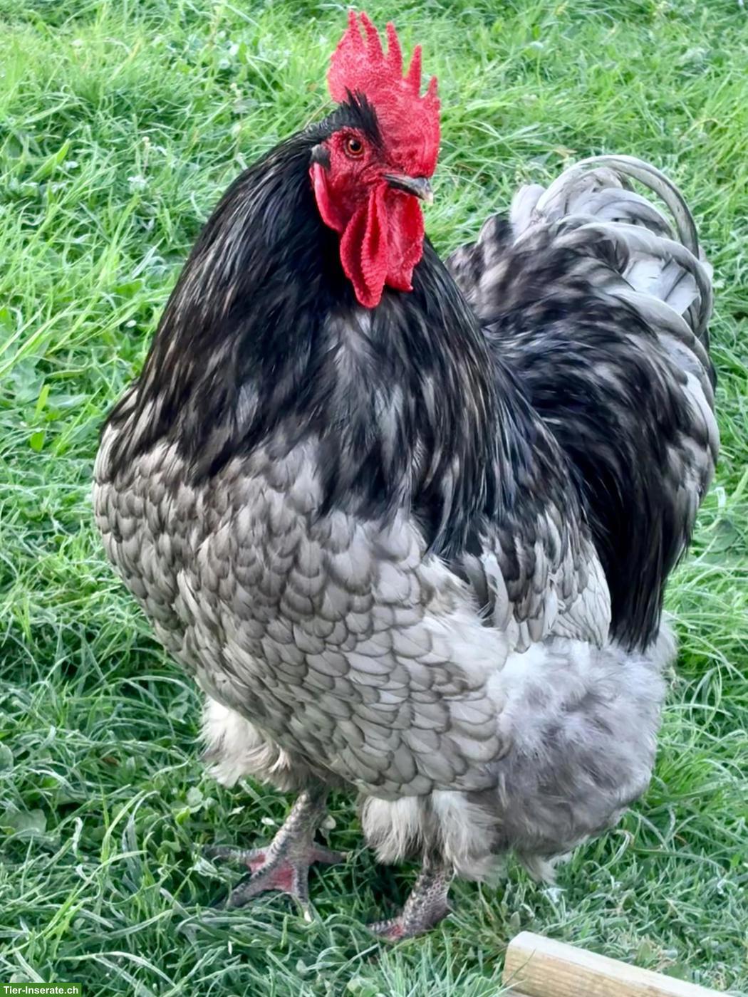 Bild 3: Orpington Hahn blau gesäumt, reinrassig, Grossrasse