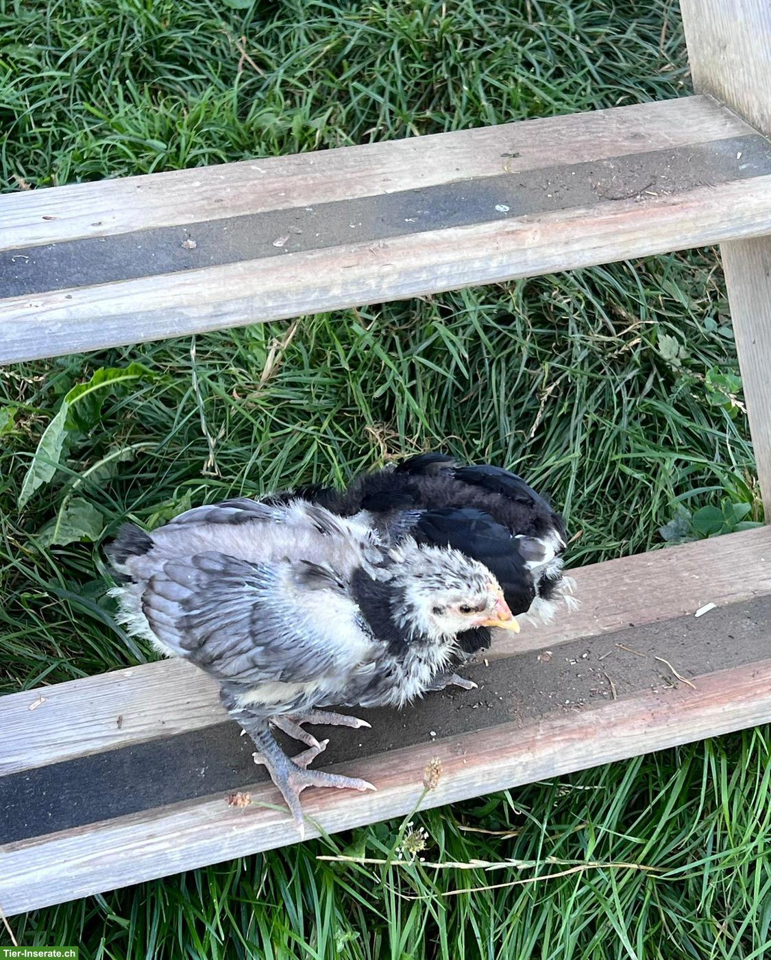 Bild 5: Orpington Hahn blau gesäumt, reinrassig, Grossrasse