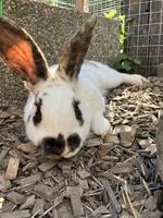 4 Kaninchen Böckli suchen liebevolles Zuhause in Aussenhaltung 🐰