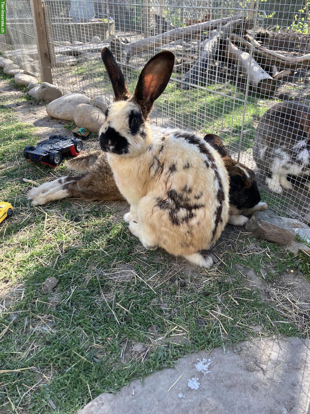Bild 2: 4 Kaninchen Böckli suchen liebevolles Zuhause in Aussenhaltung 🐰