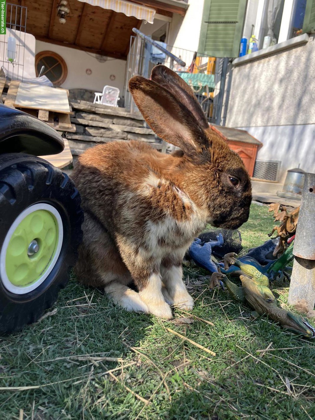 Bild 3: 4 Kaninchen Böckli suchen liebevolles Zuhause in Aussenhaltung 🐰