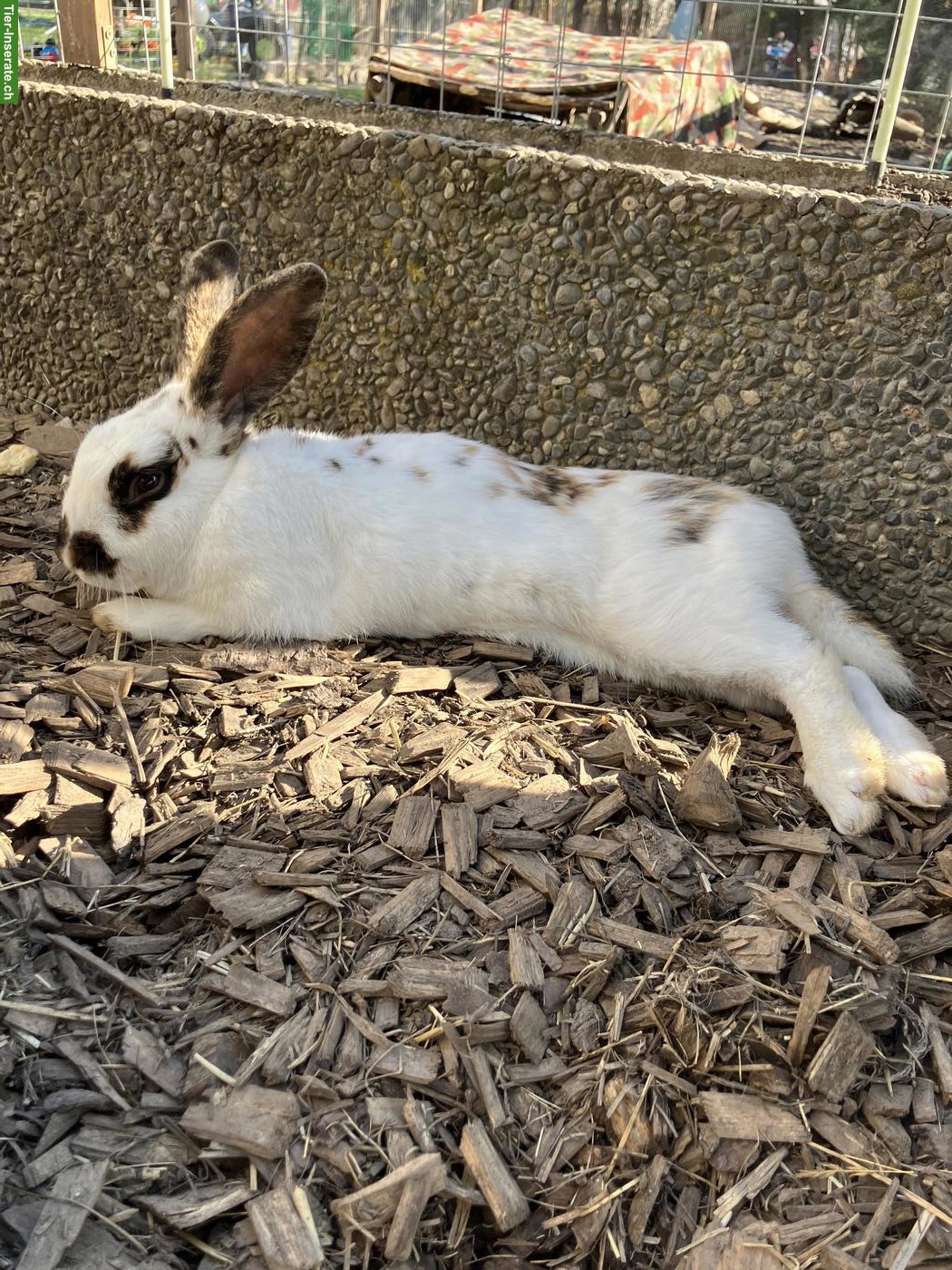 Bild 4: 4 Kaninchen Böckli suchen liebevolles Zuhause in Aussenhaltung 🐰