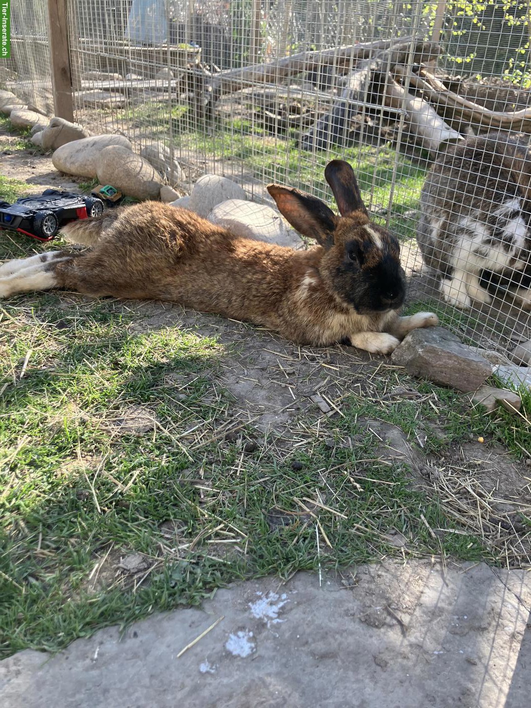 Bild 5: 4 Kaninchen Böckli suchen liebevolles Zuhause in Aussenhaltung 🐰
