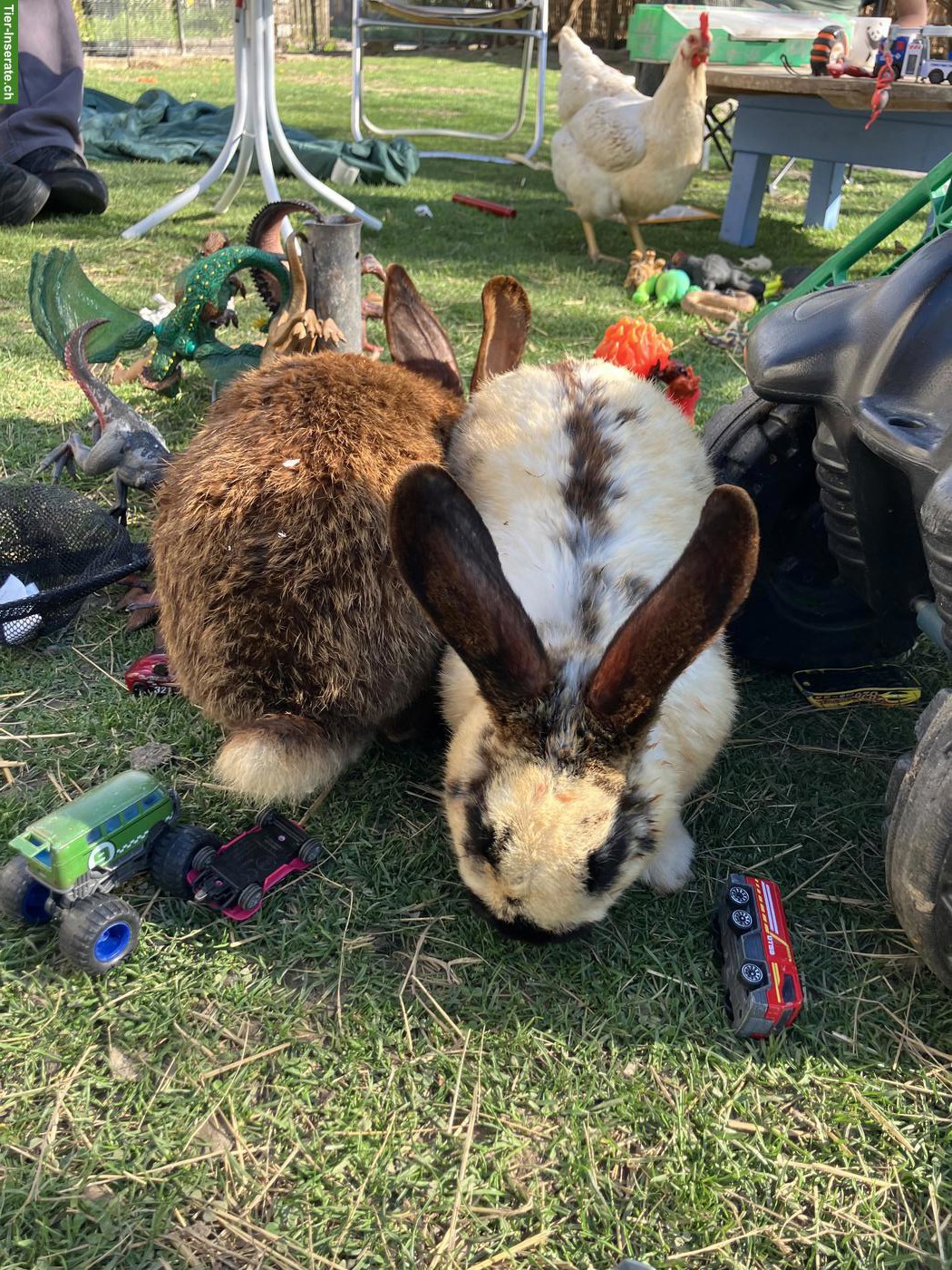Bild 6: 4 Kaninchen Böckli suchen liebevolles Zuhause in Aussenhaltung 🐰