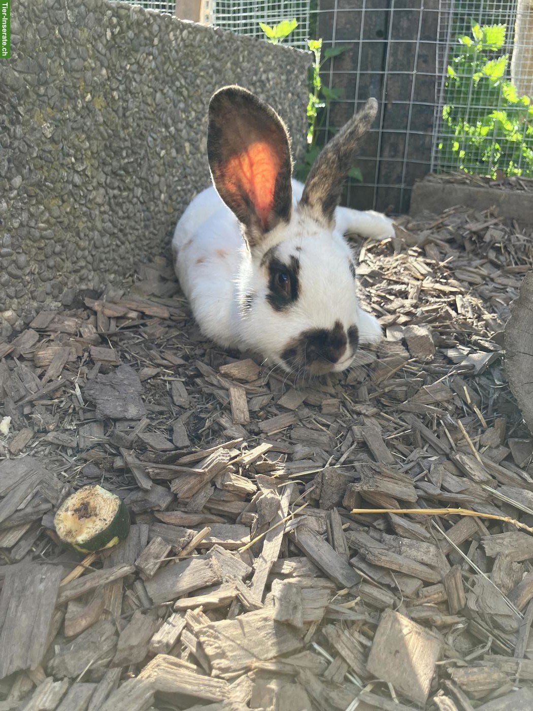 Bild 7: 4 Kaninchen Böckli suchen liebevolles Zuhause in Aussenhaltung 🐰