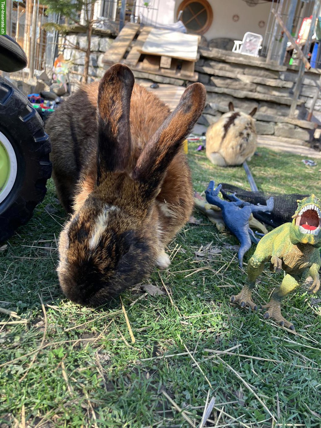 Bild 8: 4 Kaninchen Böckli suchen liebevolles Zuhause in Aussenhaltung 🐰
