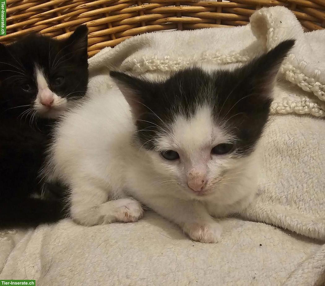 3 Kitten zu verkaufen, ab Mitte Juni 2026