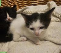 3 Kitten zu verkaufen, ab Mitte Juni 2026