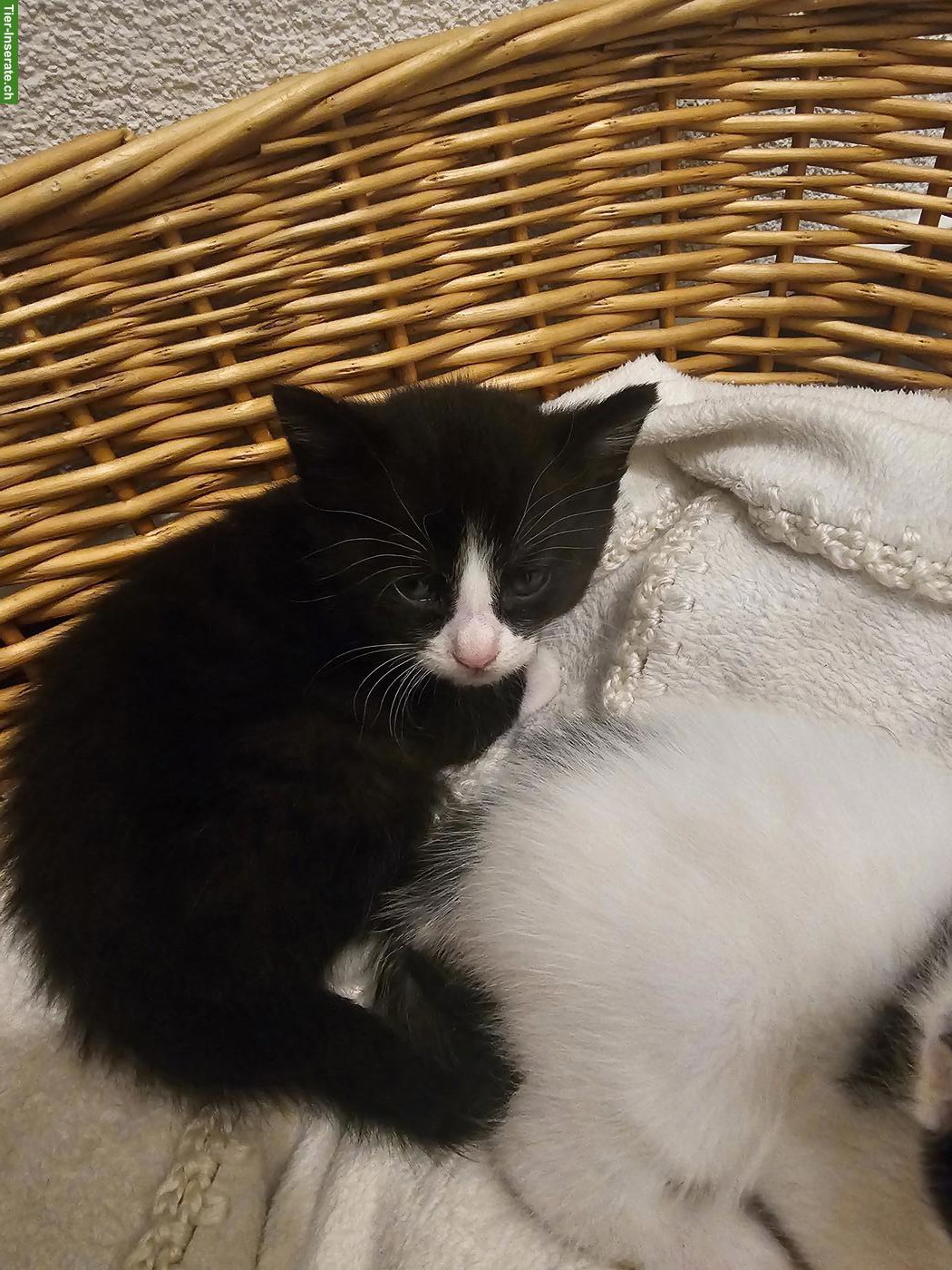 Bild 2: 3 Kitten zu verkaufen, ab Mitte Juni 2026