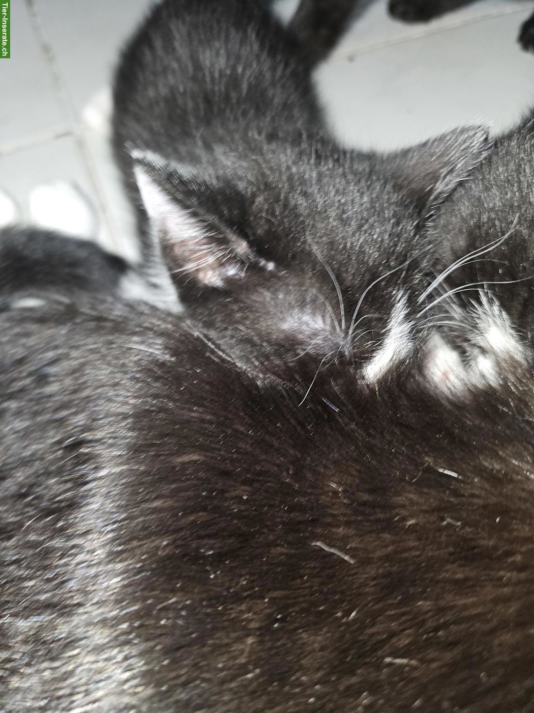 Bild 3: 3 Kitten zu verkaufen, ab Mitte Juni 2026