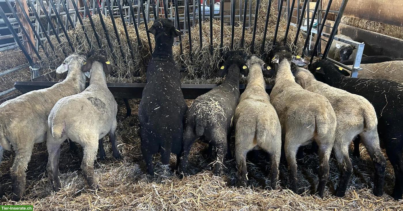 Junge Suffolk-Mix Auen zu verkaufen