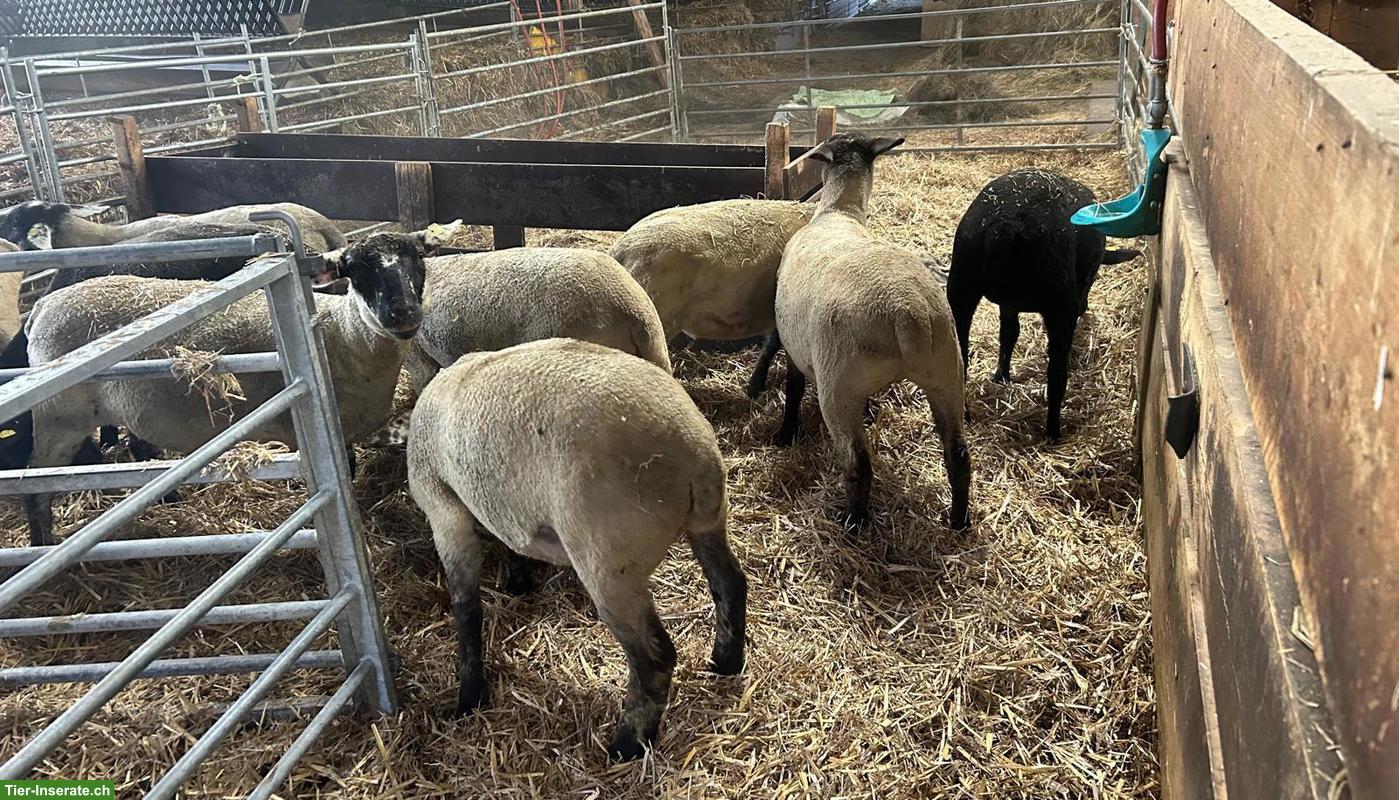 Bild 2: Junge Suffolk-Mix Auen zu verkaufen