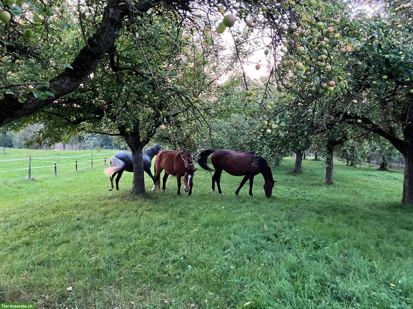 Offenstallplatz frei in Häggenschwil SG ab Mitte August