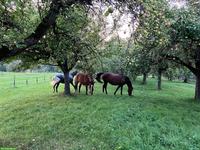 Offenstallplatz frei in Häggenschwil SG ab Mitte August